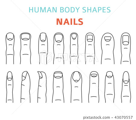 Human body shapes. Hand finger nail types set 43070557