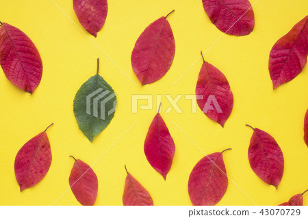 Autumn red leaves on bright yellow background. Autumn red leaves on bright yellow background. 43070729