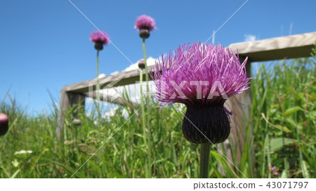 Thistle blooming in the plateau Thistle blooming in the plateau 43071797