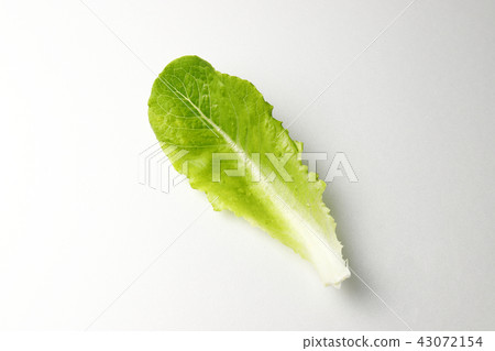 Romein生菜 Romein生菜 43072154