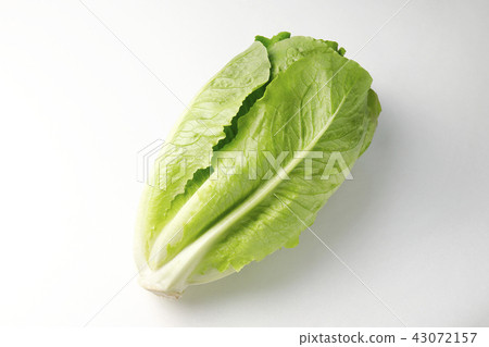 Romein生菜 43072157