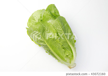 Romaine lettuce 43072160