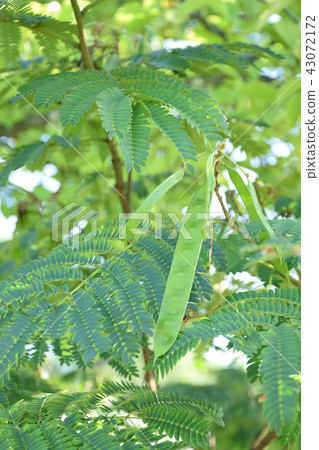 Fall of autumn soon Fall of autumn soon 43072172