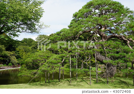 這就像一個大盆景 43072408