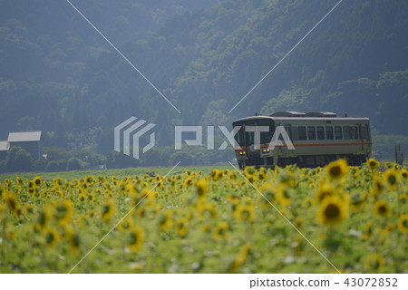 Himawari Line Himawari Himawari Line Himawari 43072852