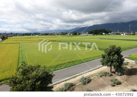 Early Morning Paddy Azumino-shi Hotaka Early Morning Paddy Azumino-shi Hotaka 43072992