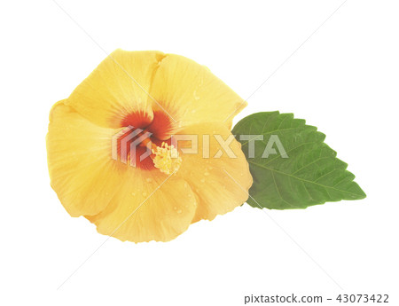 Hibiscus flower with leaf isolated on white Hibiscus flower with leaf isolated on white 43073422