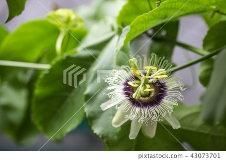 百香果 花 43073701