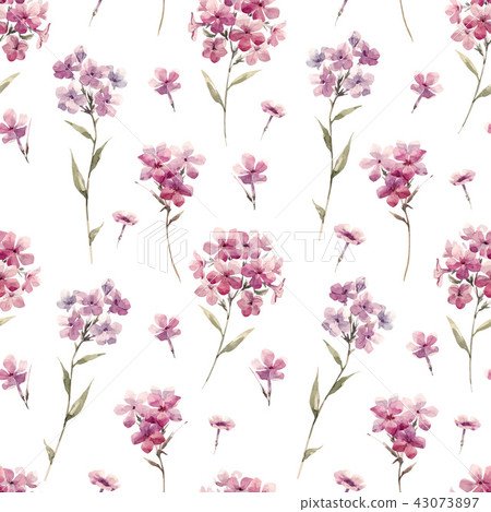 Watercolor floral phlox vector pattern 43073897