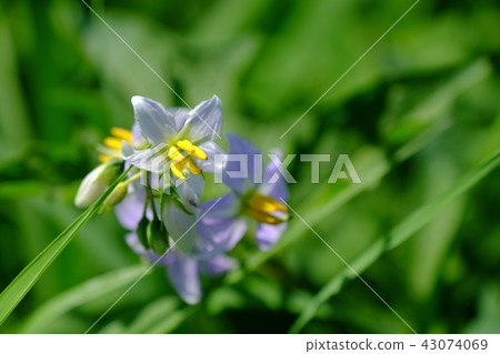 Warner Sobi Warner Sobi 43074069