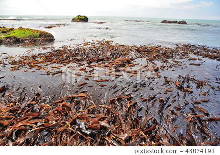 Kelp coast sea 43074191