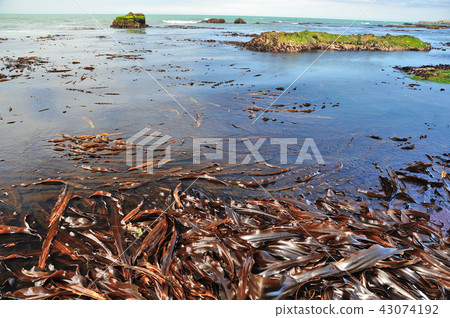 海帶海岸海 43074192