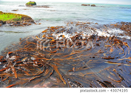 海帶海岸海 43074195
