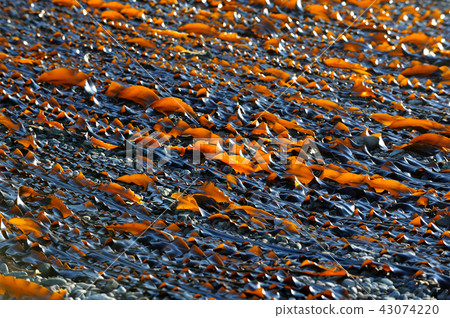 Kelp fishing morning Kelp fishing morning 43074220