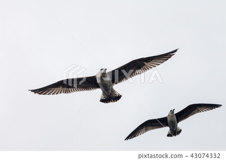 Two seagulls flying in sky 43074332
