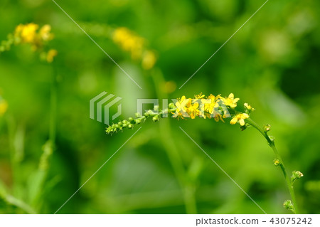 Kinnizu Hiki 43075242