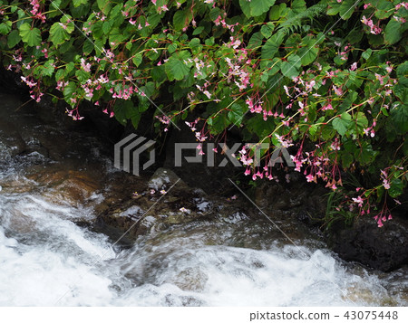 The flow of Autumn Haitang and the river The flow of Autumn Haitang and the river 43075448
