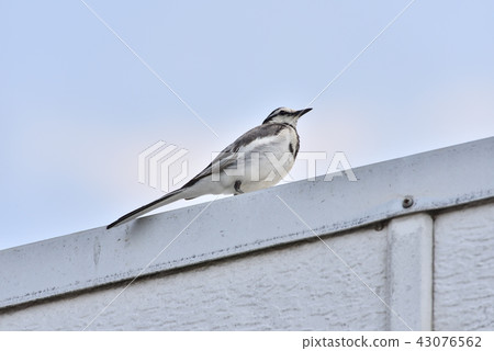 Hakusekirei Hakusekirei 43076562