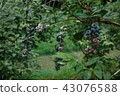 藍莓領域 43076588