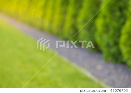 Fuzzy background of thuja garden fence. Fuzzy background of thuja garden fence. 43076703