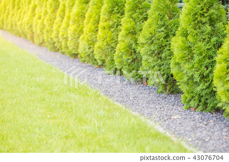 Fuzzy background of thuja garden fence. Fuzzy background of thuja garden fence. 43076704