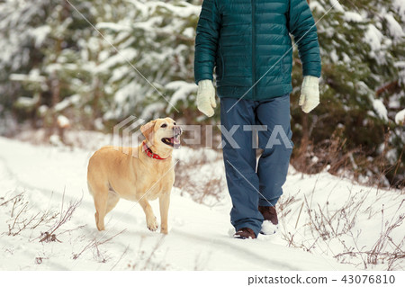 Man with dog walking on snowy pine forest 43076810