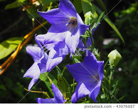 Bellflower Bellflower 43076887