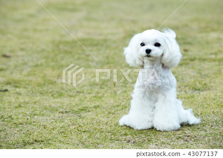 Maltese 43077137