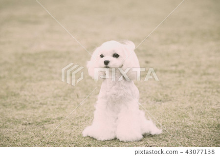 Maltese 43077138