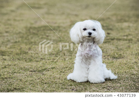 Maltese Maltese 43077139