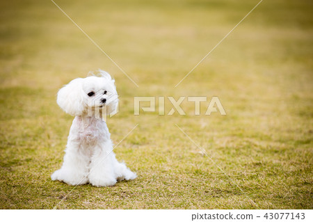 Maltese Maltese 43077143