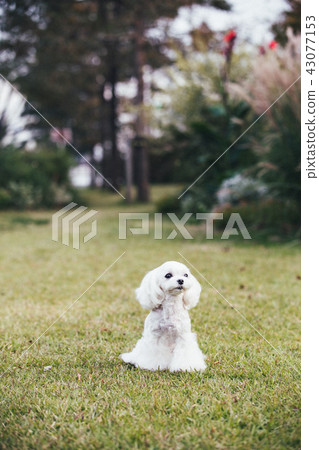 Maltese 43077153