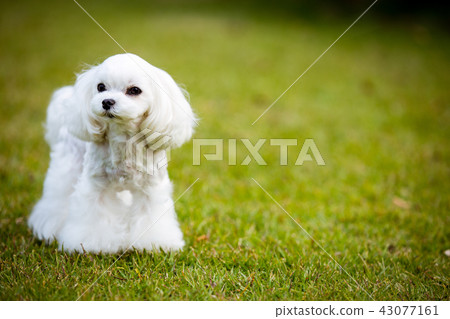 Maltese Maltese 43077161