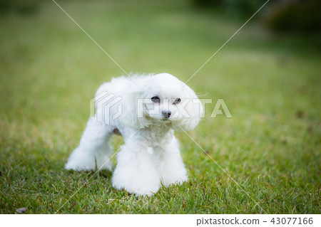 Maltese Maltese 43077166