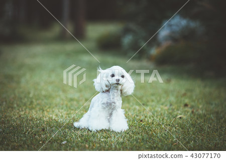 Maltese Maltese 43077170