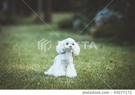 Maltese 43077172