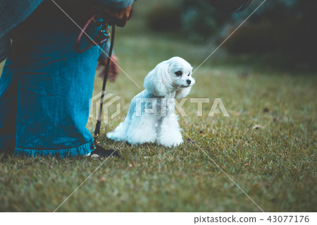 Maltese 43077176
