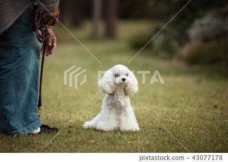 Maltese Maltese 43077178