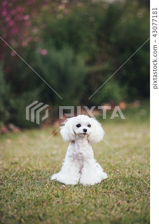 Maltese Maltese 43077181