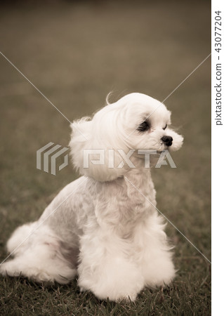 Maltese Maltese 43077204