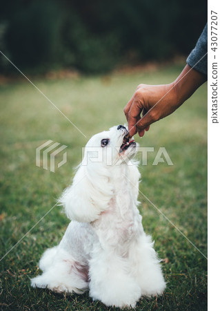 Maltese Maltese 43077207