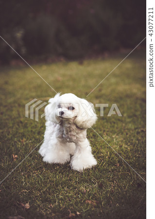 Maltese Maltese 43077211