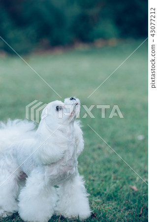 Maltese Maltese 43077212