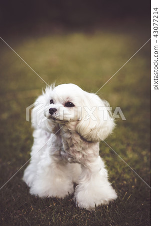 Maltese Maltese 43077214