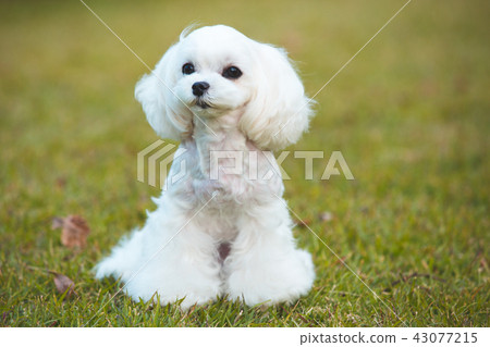Maltese Maltese 43077215
