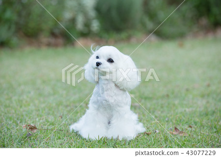 Maltese 43077229