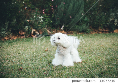 Maltese 43077240