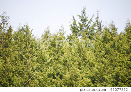 山林木 山林木 43077252