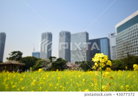 城市蔬菜 城市蔬菜 43077372