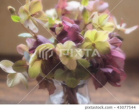 聖誕節在花瓶上升了 43077544